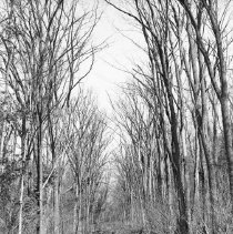K-69-11-04 Remains of road on 20th Sideroad north of Chepstow Line, 1969
