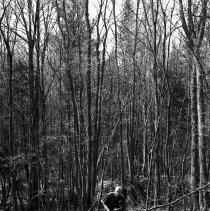 K-69-11-06 Howard examining pine stump cut this past winter, May 1969