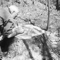 K-69-11-07 Howard aging white pine stump, May 1969
