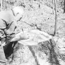 K-69-11-08 Howard aging white pine stump, May 1969