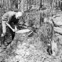 K-69-11-09 Howard with second pine stump, May 1969