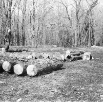 K-74-07-01 Howard looking over logs at his Lily Oak bush property