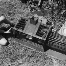 K-74-14-09 Squirrel trap at Allen auction sale, Horning's Mills, June 1974