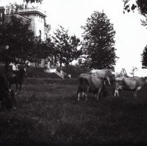 Cattle grazing in a yard with a Lynden Hall in the background.