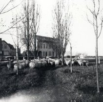 A flock of sheep walking along a dirt path with buildings in the backgound.