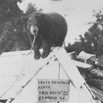 21: Teddy Bear occupies the high ground