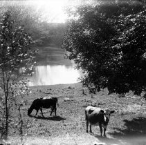 Cows grazing near water along Penetangore R., Kincardine