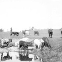 Cattle grazing in a field.