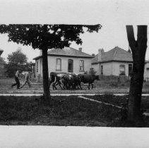 Cattle drive down street