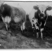 Two cows standing on a hill.