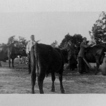 Cattle, men, woman, child