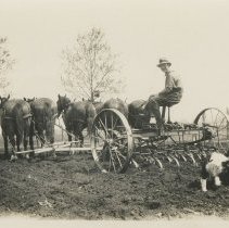 Roy cultivating with the five horse team