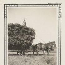 Horse drawn wagon filled with grain sheaves