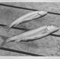 Georgian Bay lake trout