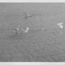 Gulls landing in bay