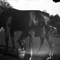 Mare with a foal