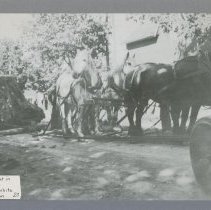 Clearing a lot in Ripley Lowry's white [horse] team