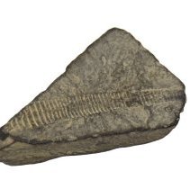 Fossil