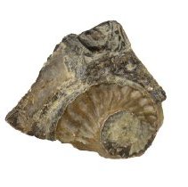 Fossil