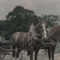 Howard Crow and his team of horses