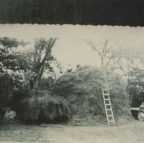 Building a stack of hay on Herb Gilbert's farm