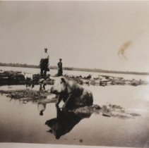 Pig and reflection at Berford Lake