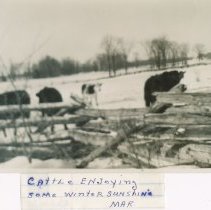 Cattle enjoying some winter sunshine