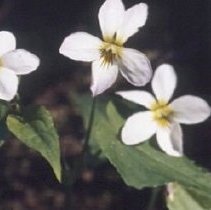 A2002.026.005-001 Canada Violet