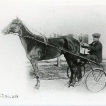 Annie V. Brino Race Horse, Kincardine, ON.