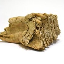 Fossil