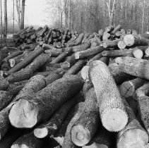 K-81-05-36 Maple and cherry logs at east edge of Greenock Swamp.