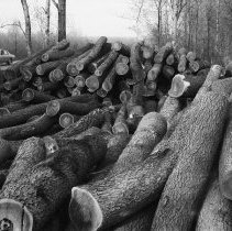 K-81-14-00 Harold Donnely's cherry logs , E edge of Greenock swamp.