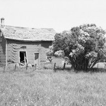 K-81-15-00 Frame house behind a lilac bush, Lot 16, Con XIII Elderslie.