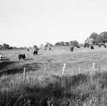 K-81-19-16 Cattle on Lot 21, Con. VI, Saugeen TP.