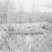 K-81-19-35 Beaver dam on Howdenvale Creek, south of Stokes Bay.