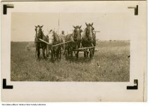 John G. McKee (1884-1974) driving horses pulling first binder, Bristol, Ind