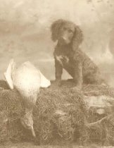 Arthur A. Abraham's Spaniel