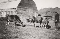 Pearl S. Hansen with Cows