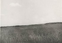 Canary Grass on Marsh