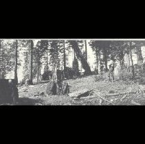 Logging, Lumber, Terry Mill