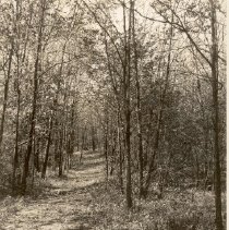A Bridle Trail - Nature Park