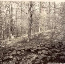 A Bridle Trail - Nature Park