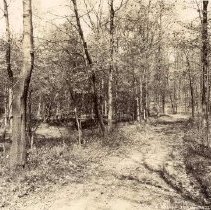 A Bridle Trail - Nature Park