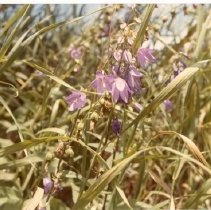 Wild Flowers in West Bloomfield Township