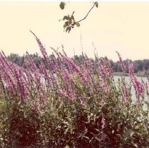Wild Flowers of West Bloomfield Township (Purple Loose Stripe).