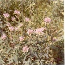 Wild Flowers of West Bloomfield (1976).