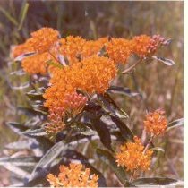 Wild Flowers of West Bloomfield (1976).