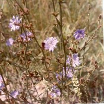 Wild Flowers of West Bloomfield (1976).