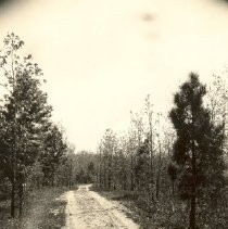 A Forest Drive - Nature Park