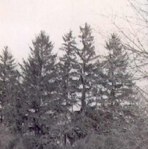Four Spruces (Feb. 1953)